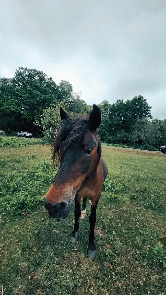Day out in the New Forest National Park looking at wild ponies and dears.
You can hike along different routes there but also drive around different parts of the park.
There are lots of accommodations inside the park itself.

#newforestnationalpark #hiking #イギリス #イギリス旅行 #ハイキング #サウスハンプトン