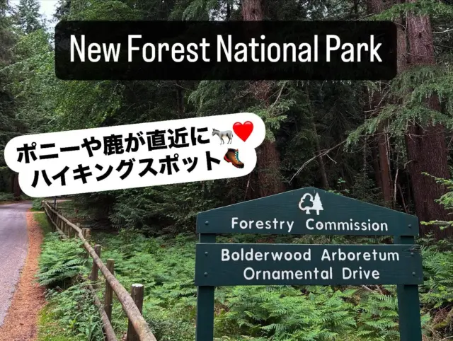 New Forest National Parkに日帰りで🚗
この国立公園はとても大きく、1日では到底周りきれず。
「Bolderwood Deer Sanctuary」で軽めのハイキングをしたのですが、ポニーを直近でたくさん見ることができました！

ここにいるポニーたち🐴は、New Forest Commonersの方達に所有されているのですが、自由にNew Forestの中で生活をしているそうです✏️
小馬もみることができてとても可愛かったです❤️

◎駐車場無料🅿️
◎レストランはなく、フードトラック(カフェ)のみ☕️🍦
◎ネット環境が悪い。事前にルートを決めておくと安心📍

#englandtravel #bolderwooddeersanctuary  #newforestnationalpark #hiking #wildlife #wildanimals #daytrip #nationalparksuk #ponyhorse #イギリス #イギリス日帰り旅 #イギリス観光地